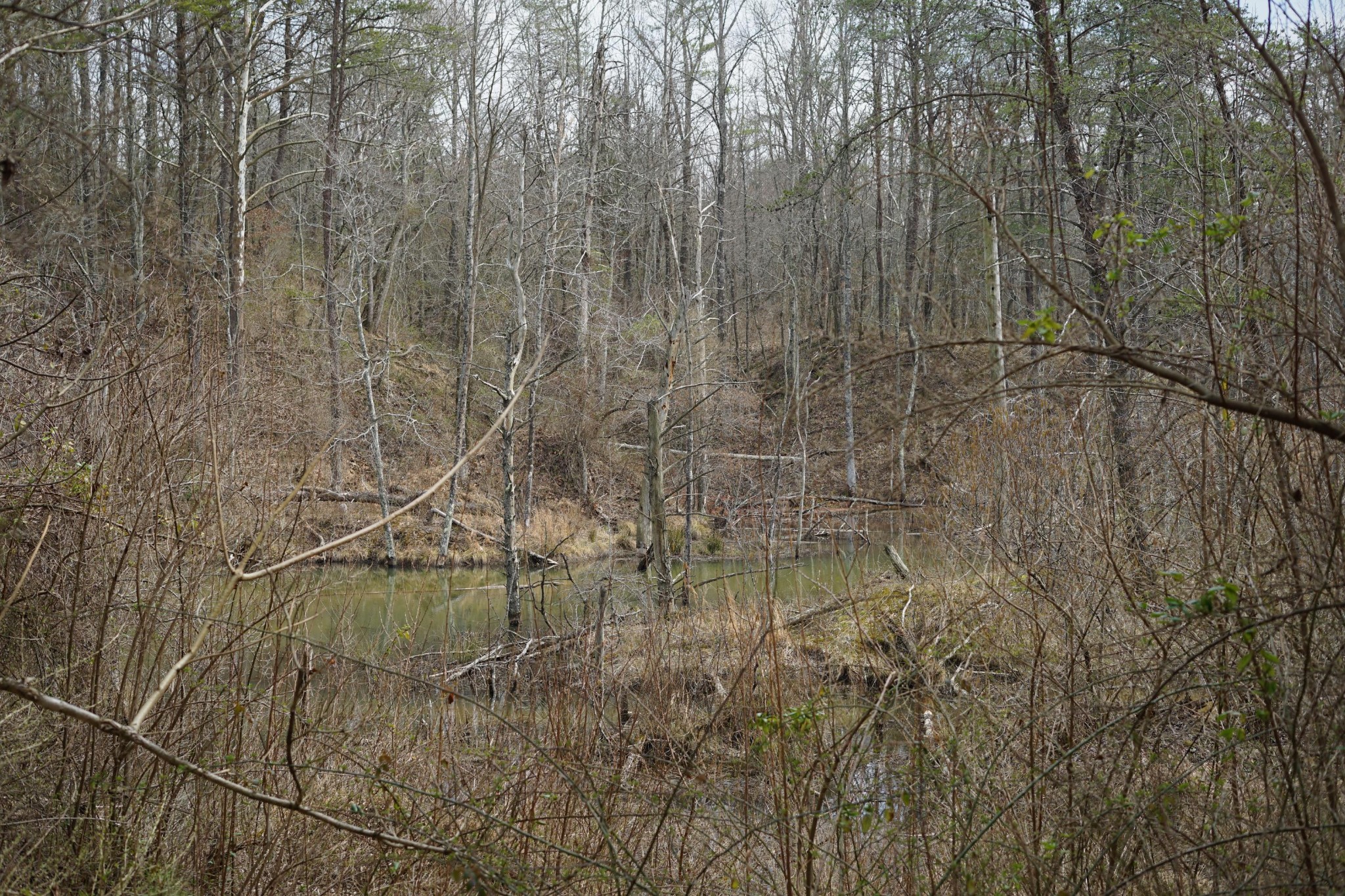 0 Freemont Road Tracy City, TN 37387 - Photo 8 of 13 Gallery Image 8
