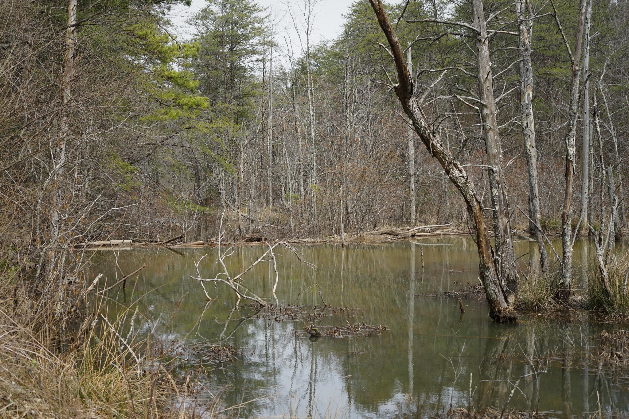 0 Freemont Road Tracy City, TN 37387 - Photo 9 of 13 Gallery Image 9
