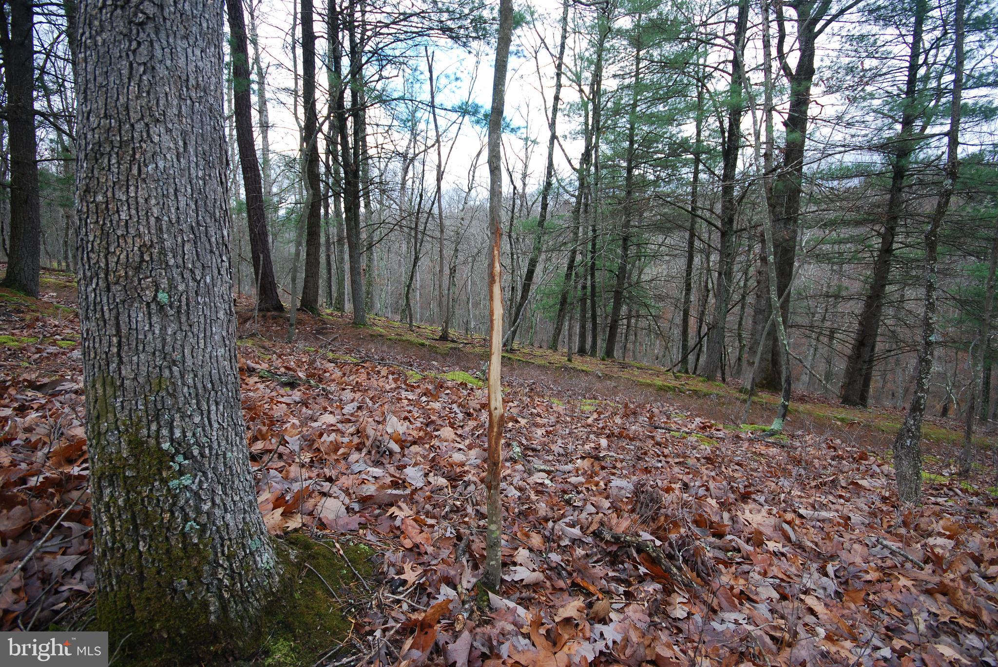 Lot 70-71 Mill Mountain Road Romney, WV 26757 - Photo 40 of 52