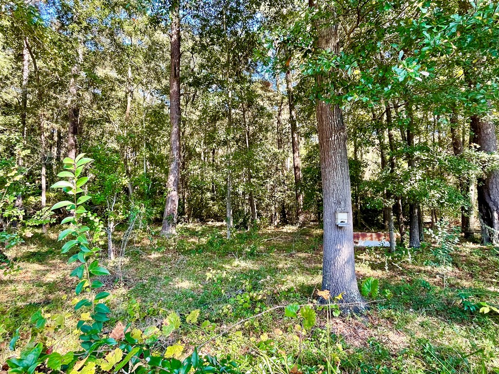 243 Blackman Road Dothan, AL 36301 - Photo 37 of 43 Mature trees behind the fence