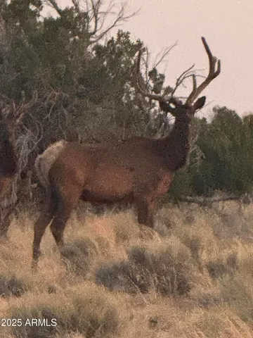 $35,000 | Lot 1041 Woodland Valley Ranch, Unit 1041, St. Johns, AZ 85936