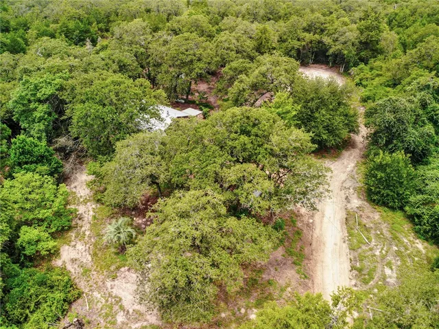 a view of a forest with a tree