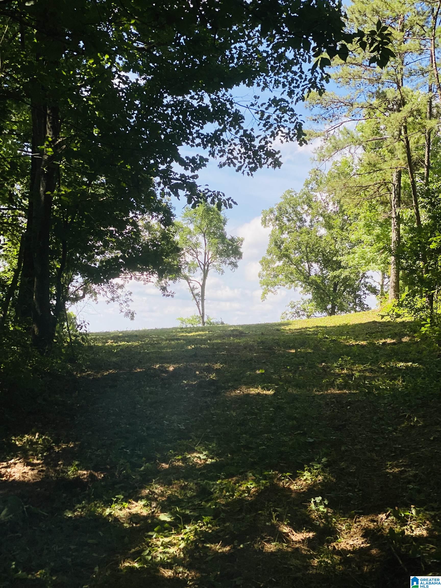 0 County Road 24 Springville, AL 35146 - Photo 6 of 8