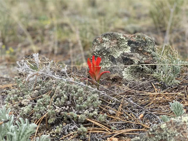 a close up of a tree