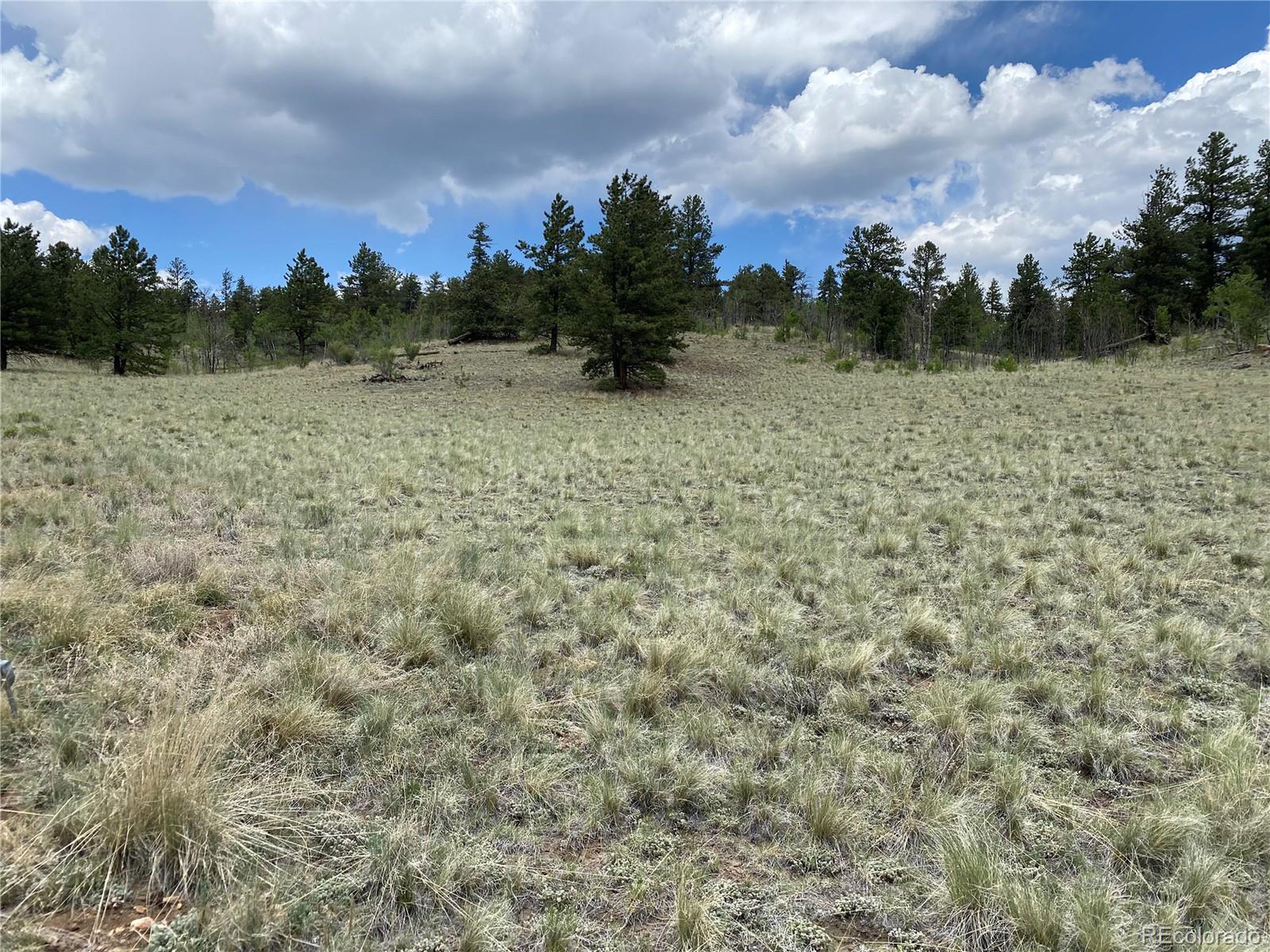 0 Al Gulch Road Jefferson, CO 80456 - Photo 2 of 16 a view of a pathway both side of grassy field with shrub