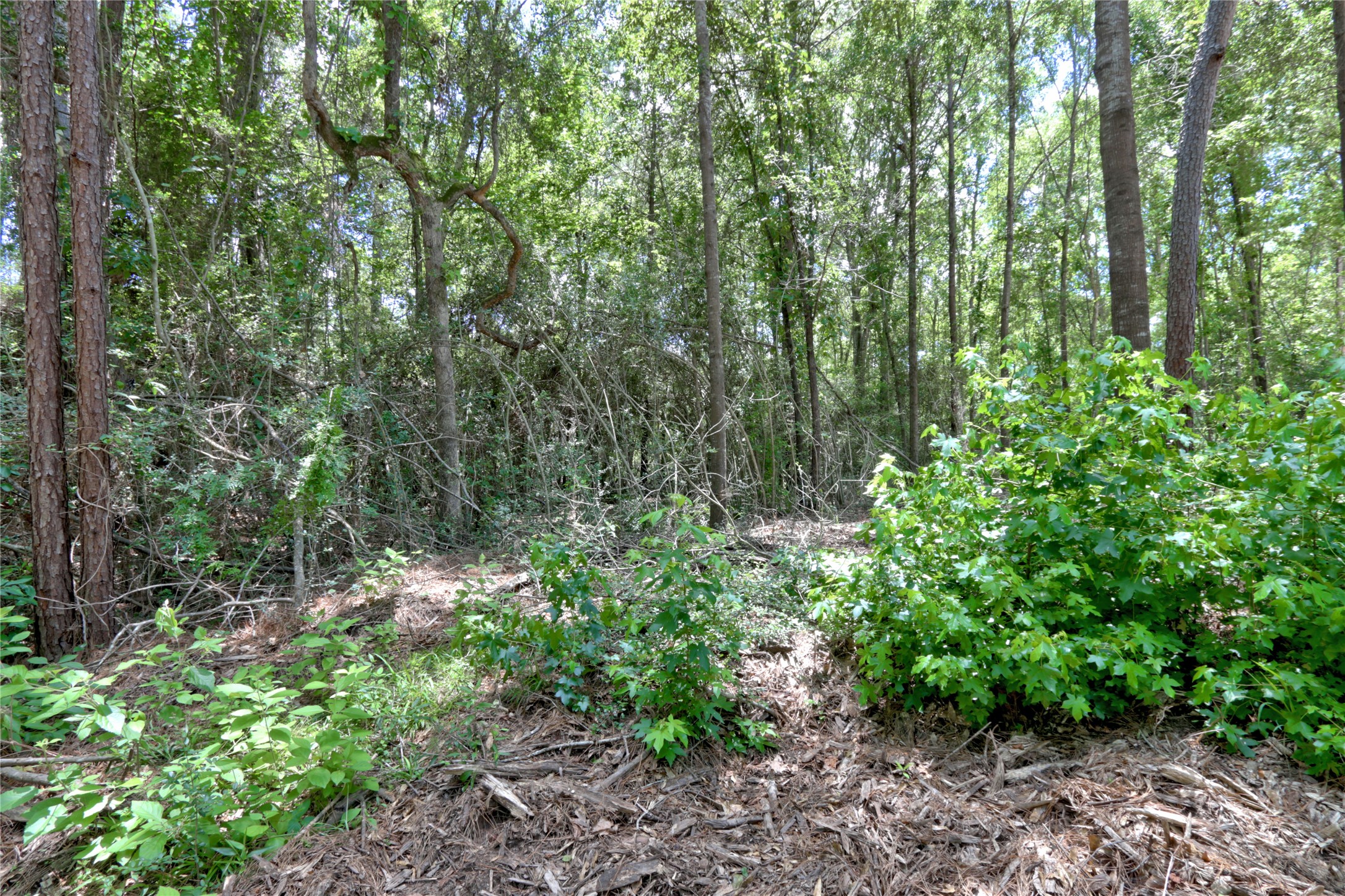 258 Heartland Road New Waverly, TX 77358 - Photo 18 of 27 Ground Shots of Lot with beautiful trees ready for your dream home