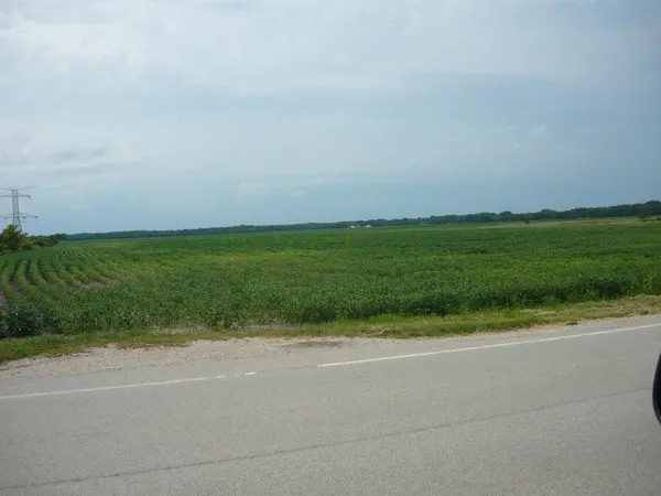 a view of a field with a big trees