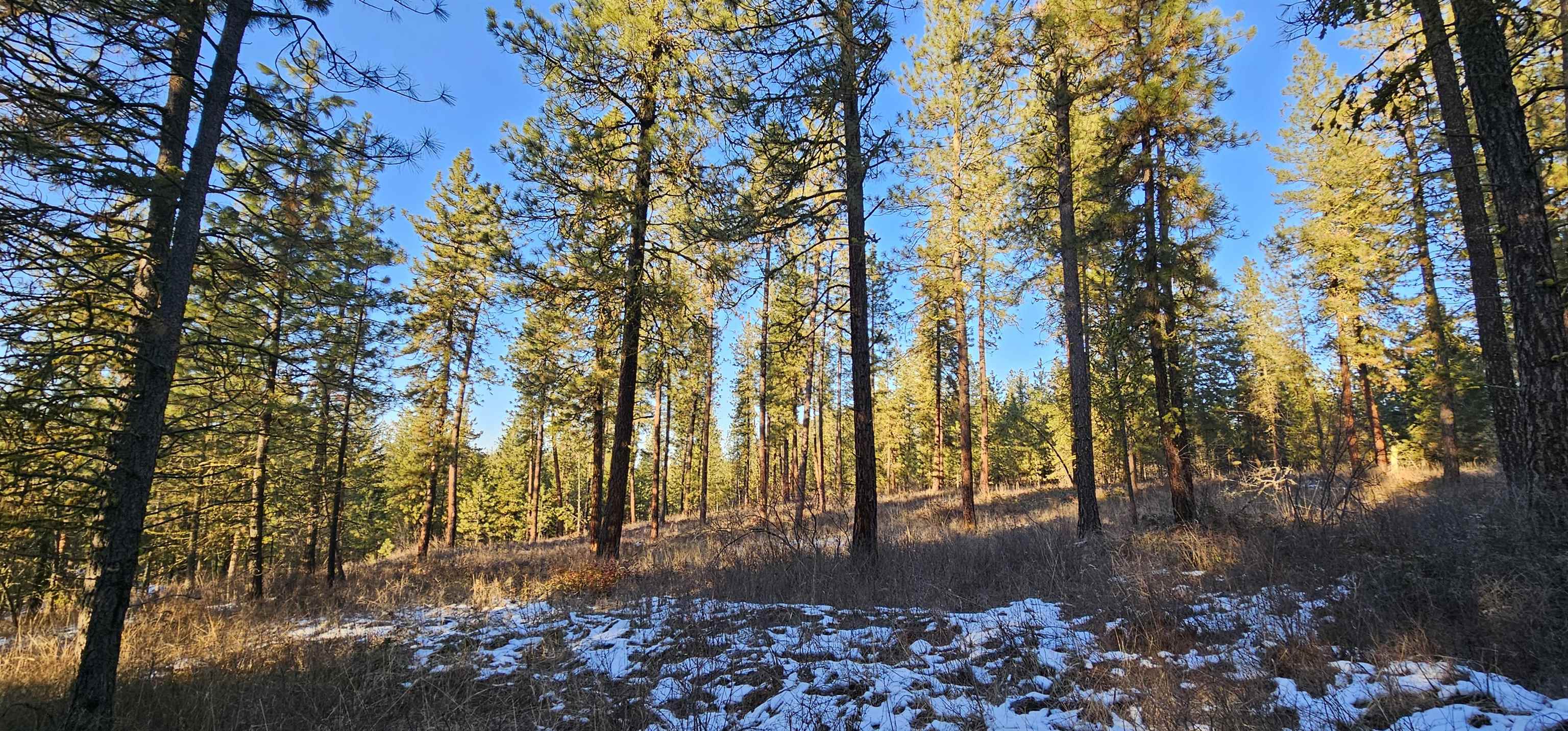 34-xx Daisy Mine Road Rice, WA 99167 - Photo 2 of 9