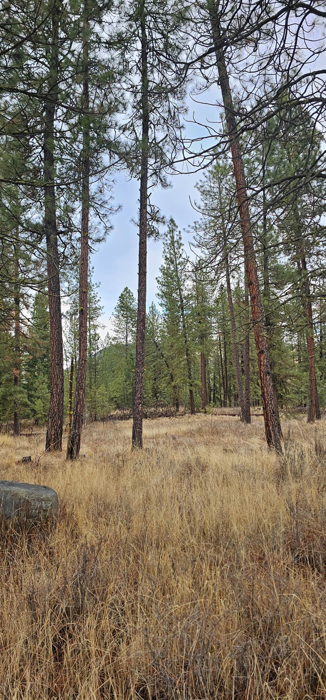 34-xx Daisy Mine Road Rice, WA 99167 - Photo 3 of 9