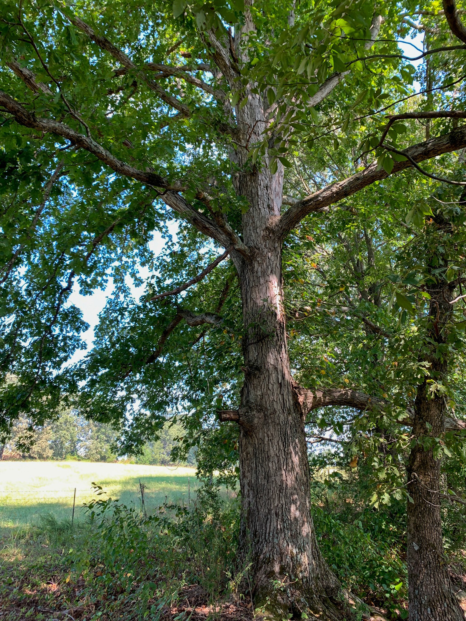 9585 May Branch Loop Cypress Inn, TN 38452 - Photo 46 of 61 Gallery Image 46