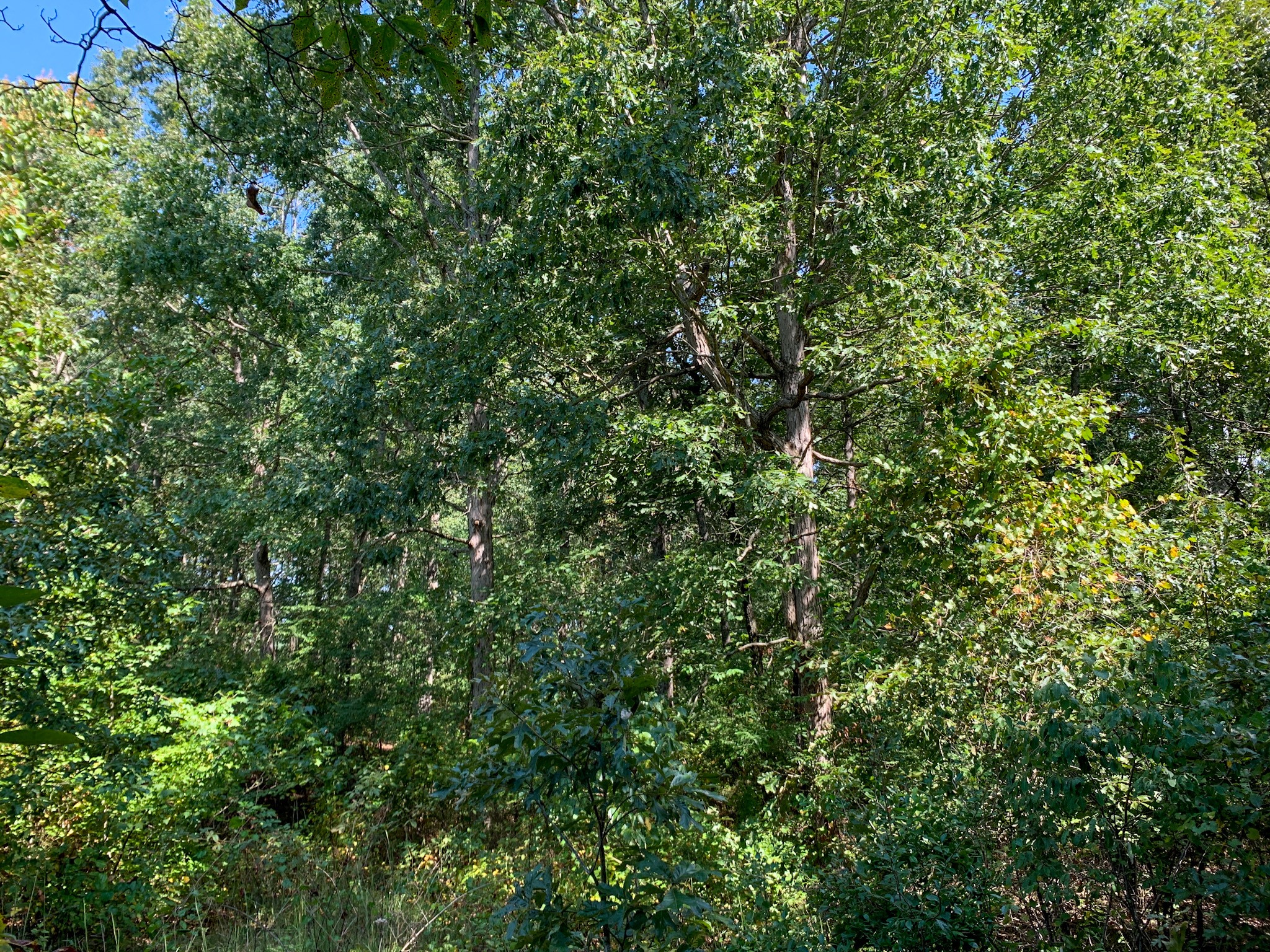 9585 May Branch Loop Cypress Inn, TN 38452 - Photo 53 of 61 Gallery Image 53