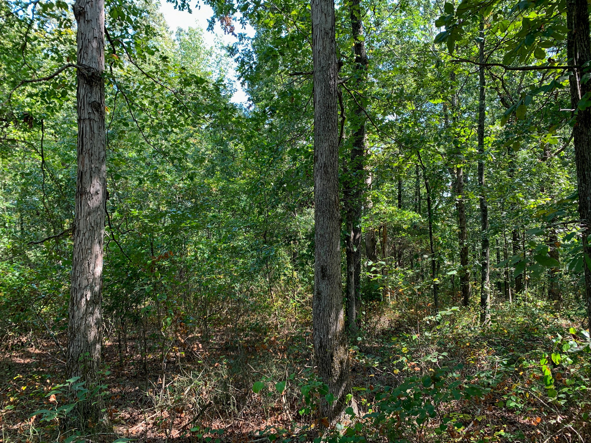 9585 May Branch Loop Cypress Inn, TN 38452 - Photo 54 of 61 Gallery Image 54