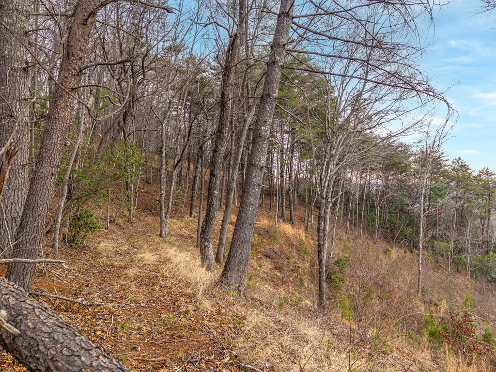 Lot 13 White Oak Circle Blue Ridge, GA 30513 - Photo 4 of 21 Gallery Image 4