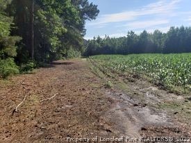 415 Atkinson Road Orrum, NC 28369 - Photo 14 of 17 a view of a yard with trees in the background