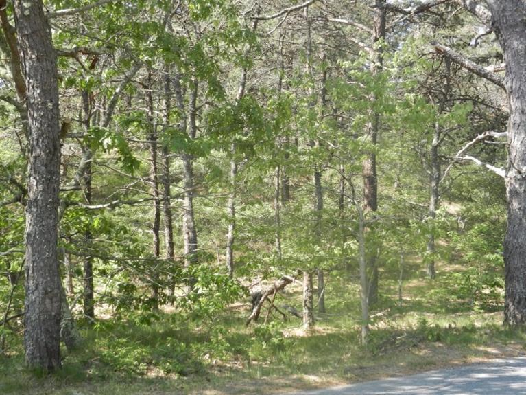 195 Old Chequessett Neck Road Wellfleet, MA 02667 - Photo 3 of 10 Additional Photo