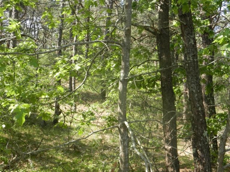 195 Old Chequessett Neck Road Wellfleet, MA 02667 - Photo 4 of 10 Additional Photo