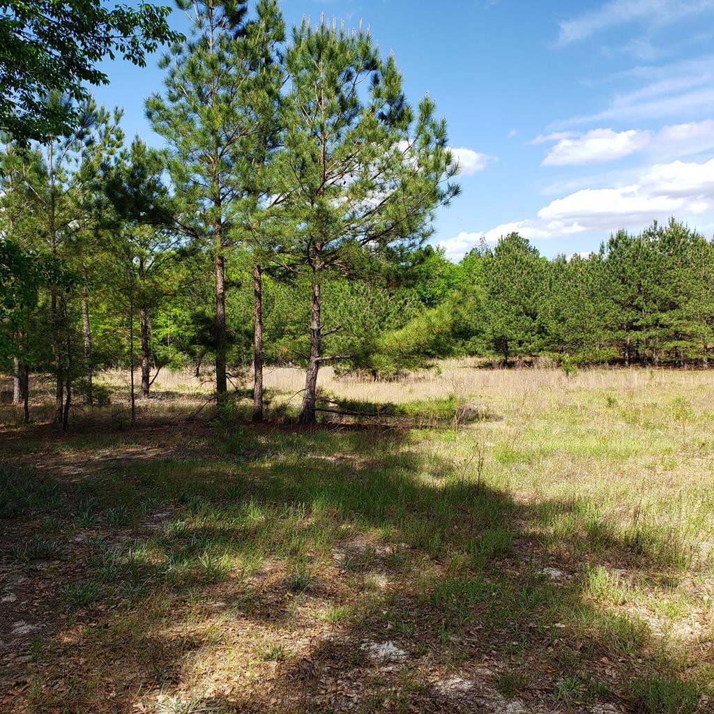 Lot 15 Dairy Road Monetta, SC 29105 - Photo 1 of 10