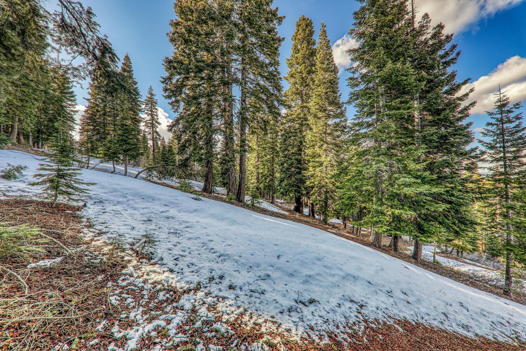 11910 Rhineland Avenue Truckee, CA 96161 - Photo 8 of 24 a view of a yard with plants and trees