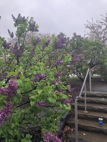 a view of yard with flowers and flowers