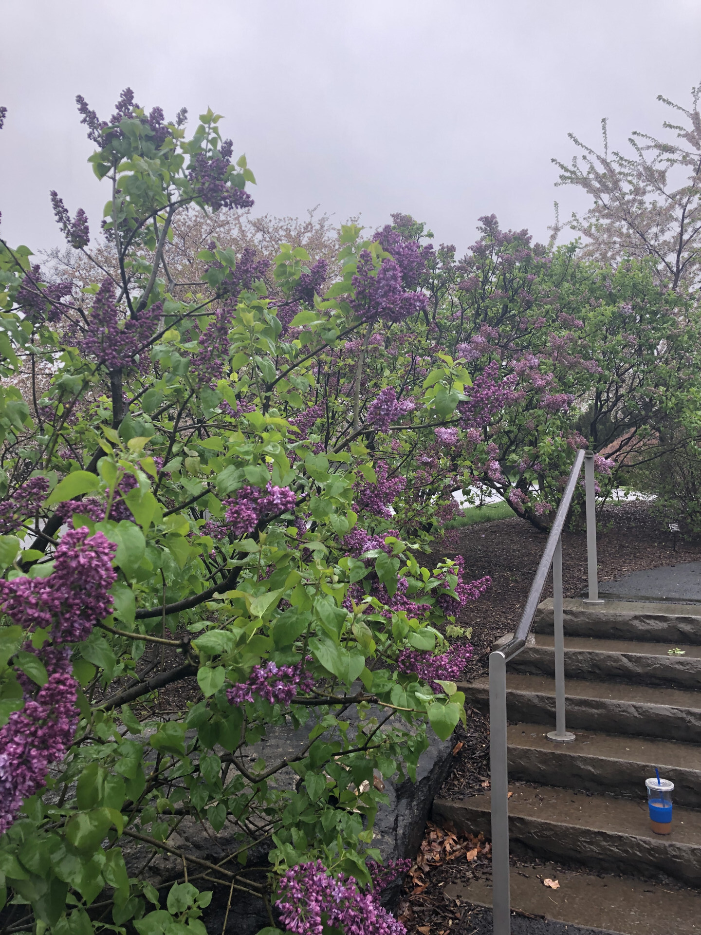 2385 Barker Avenue, Unit 5L Bronx, NY 10467 - Photo 13 of 15 a picture of flowers