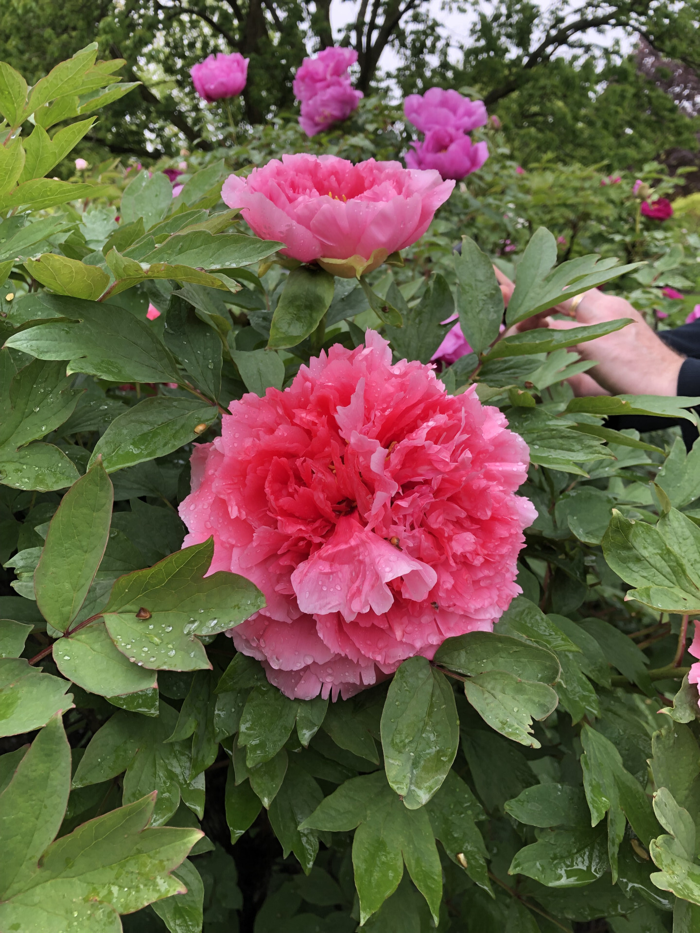 2385 Barker Avenue, Unit 5L Bronx, NY 10467 - Photo 15 of 15 a view of a flower