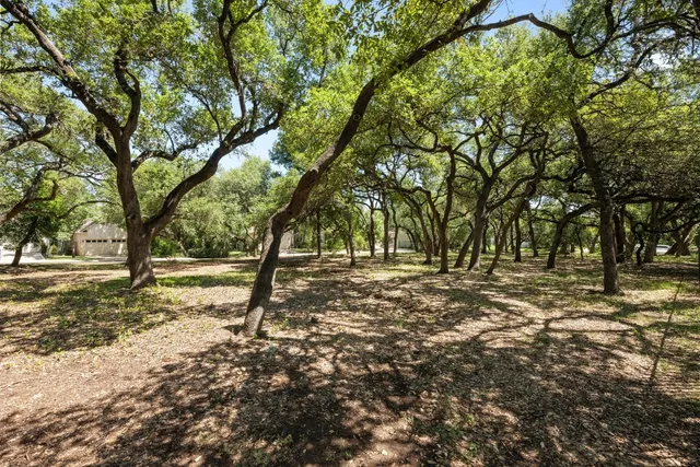 a view of a yard with plants and trees
