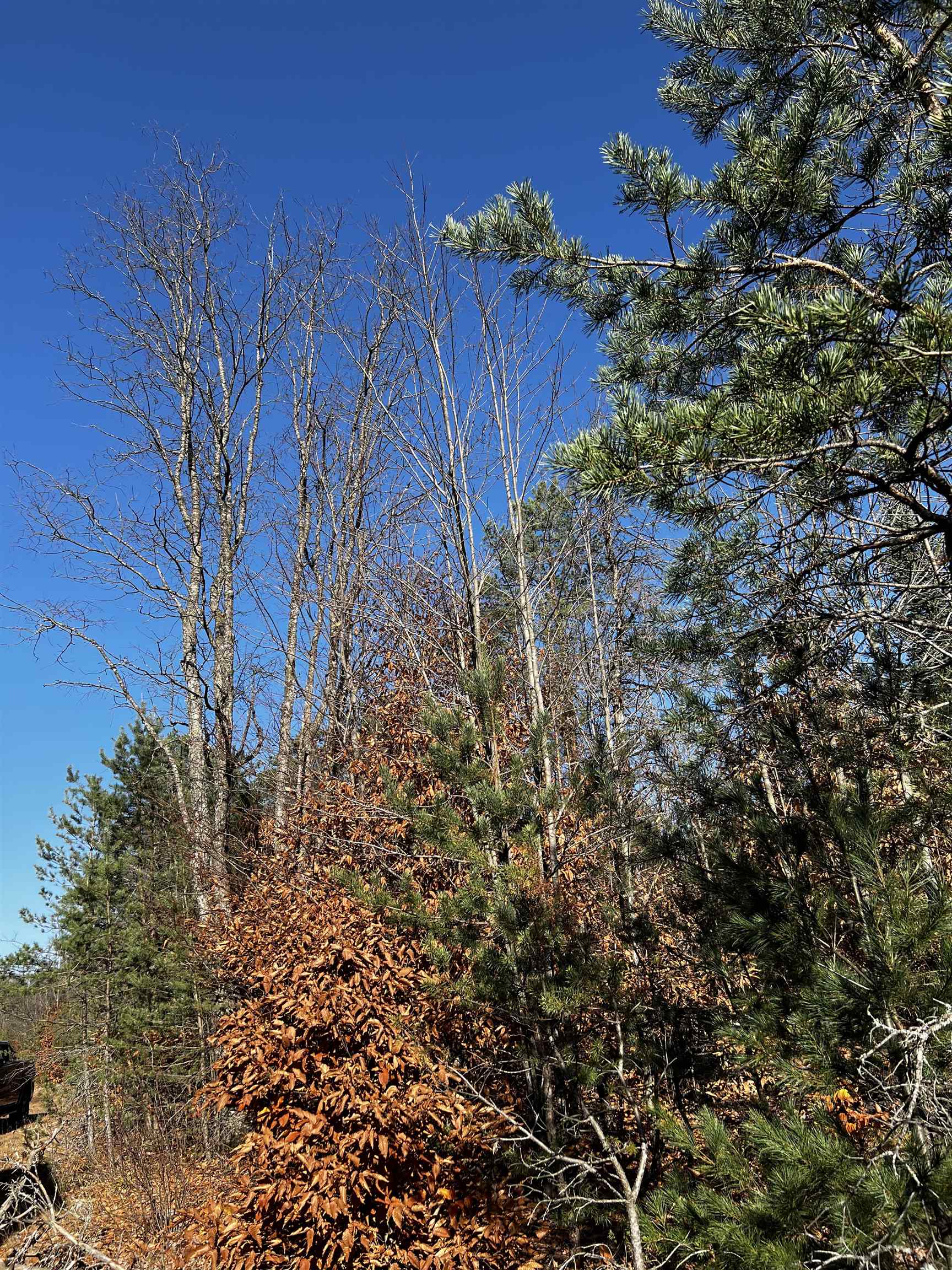 County Line Road Mancelona, MI 49659 - Photo 14 of 26 Gallery Image 14