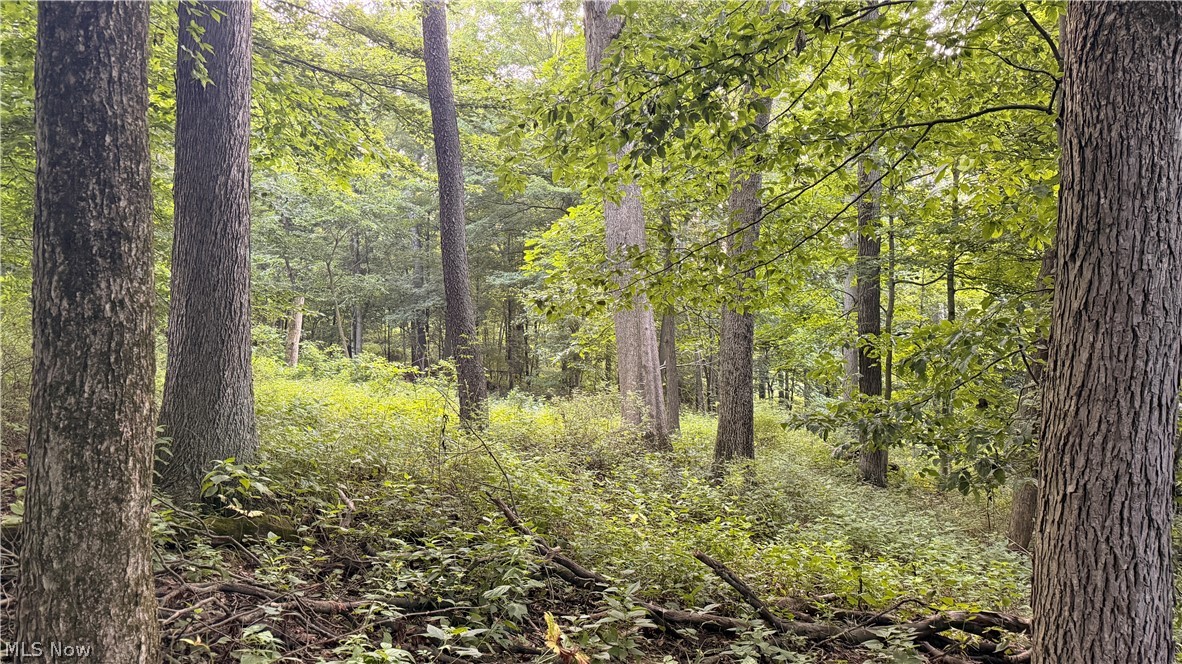 2575 Co Road Loudonville, OH 44842 - Photo 18 of 44 Mature wooded lot featuring established trees and natural ground cover