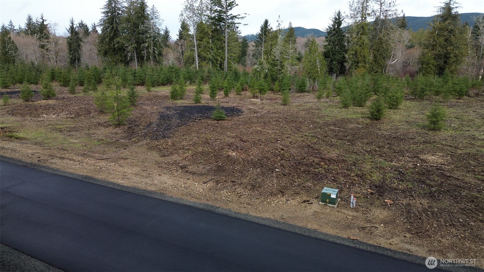 4 Larson Road McCleary, WA 98557 - Photo 11 of 26 a view of a forest filled with trees