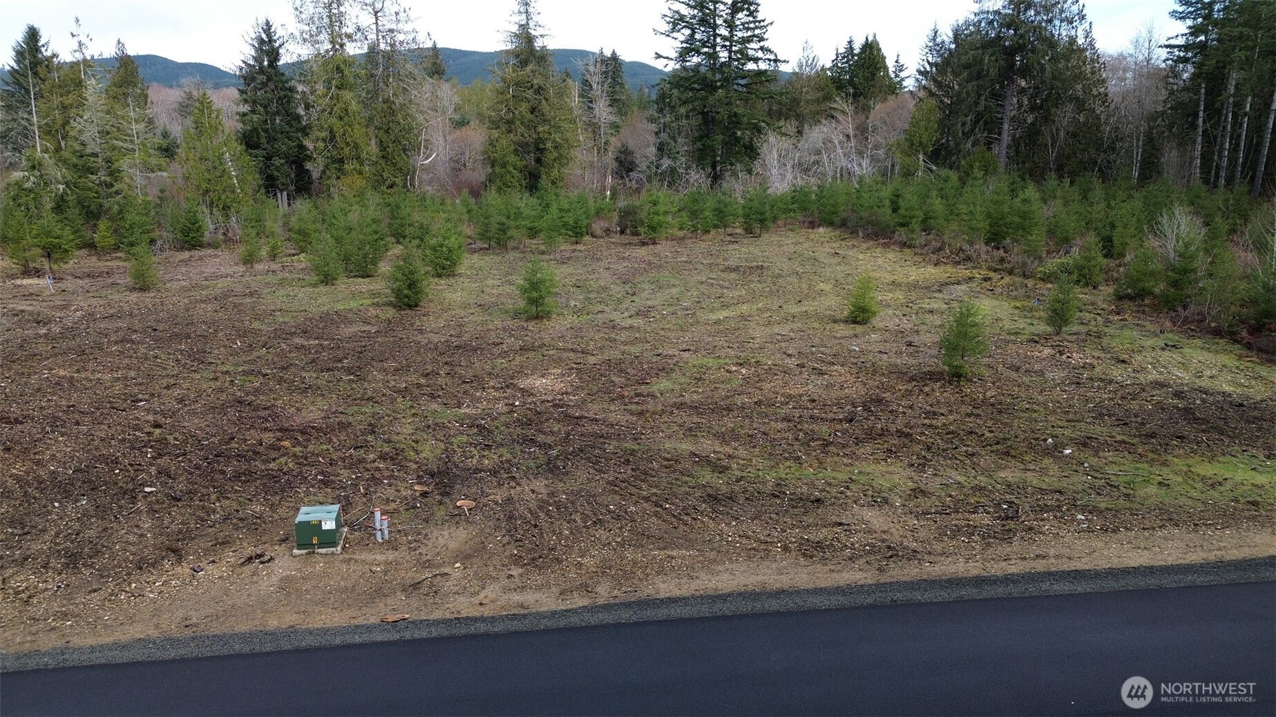 4 Larson Road McCleary, WA 98557 - Photo 12 of 26 a view of a forest filled with trees