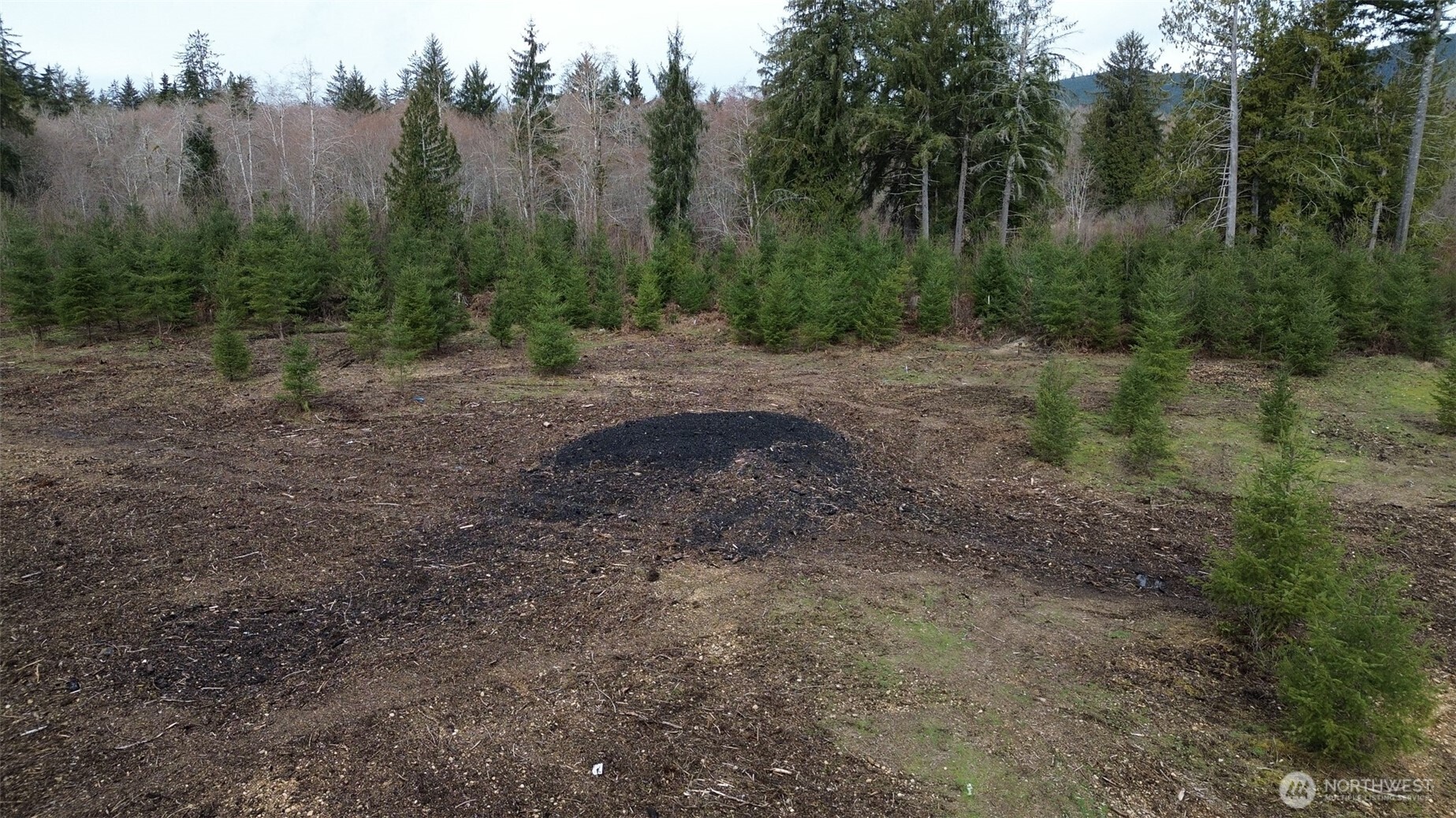 4 Larson Road McCleary, WA 98557 - Photo 13 of 26 a view of a forest with trees in the background