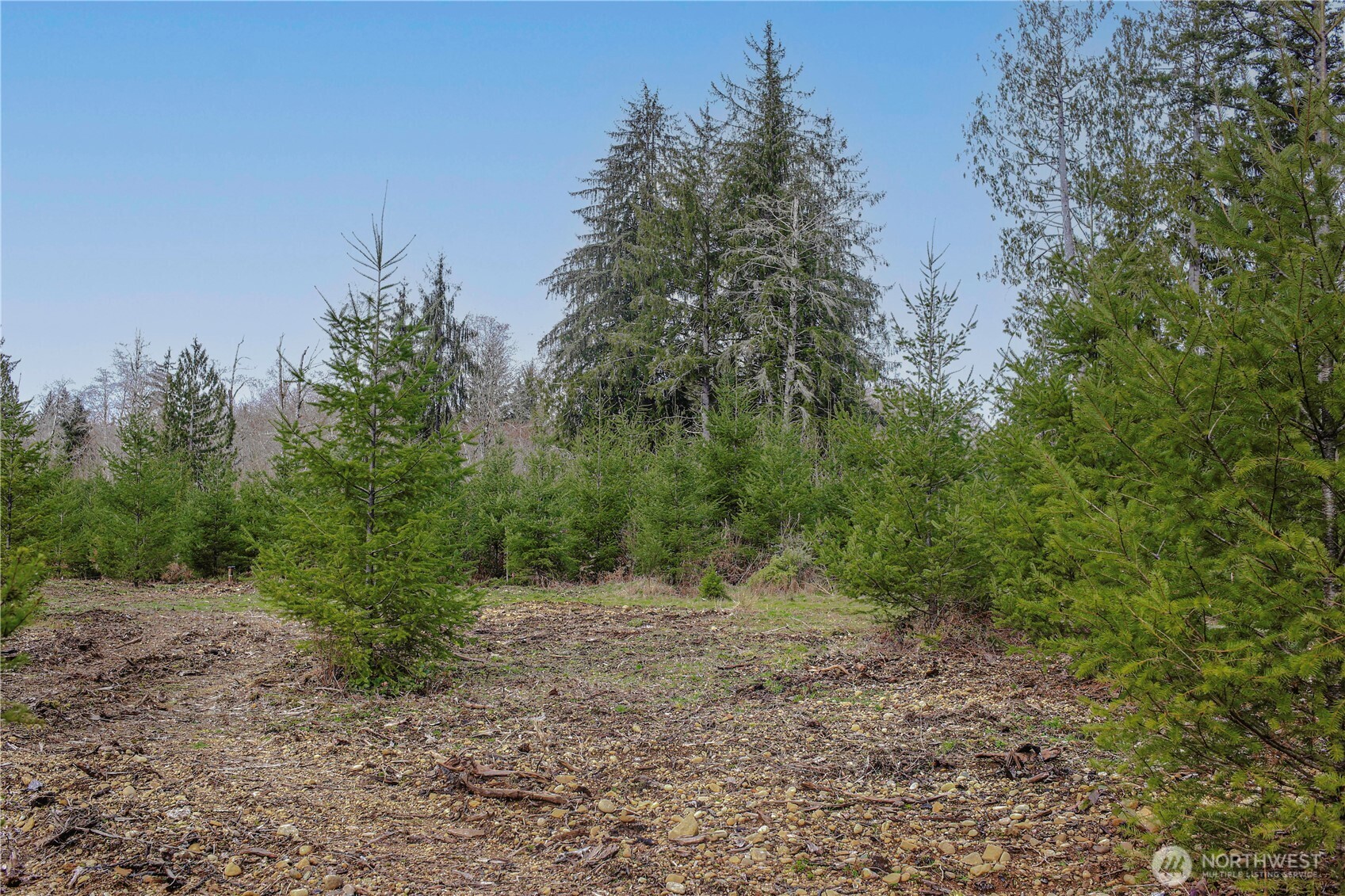 4 Larson Road McCleary, WA 98557 - Photo 20 of 26 a view of a forest with trees in the background