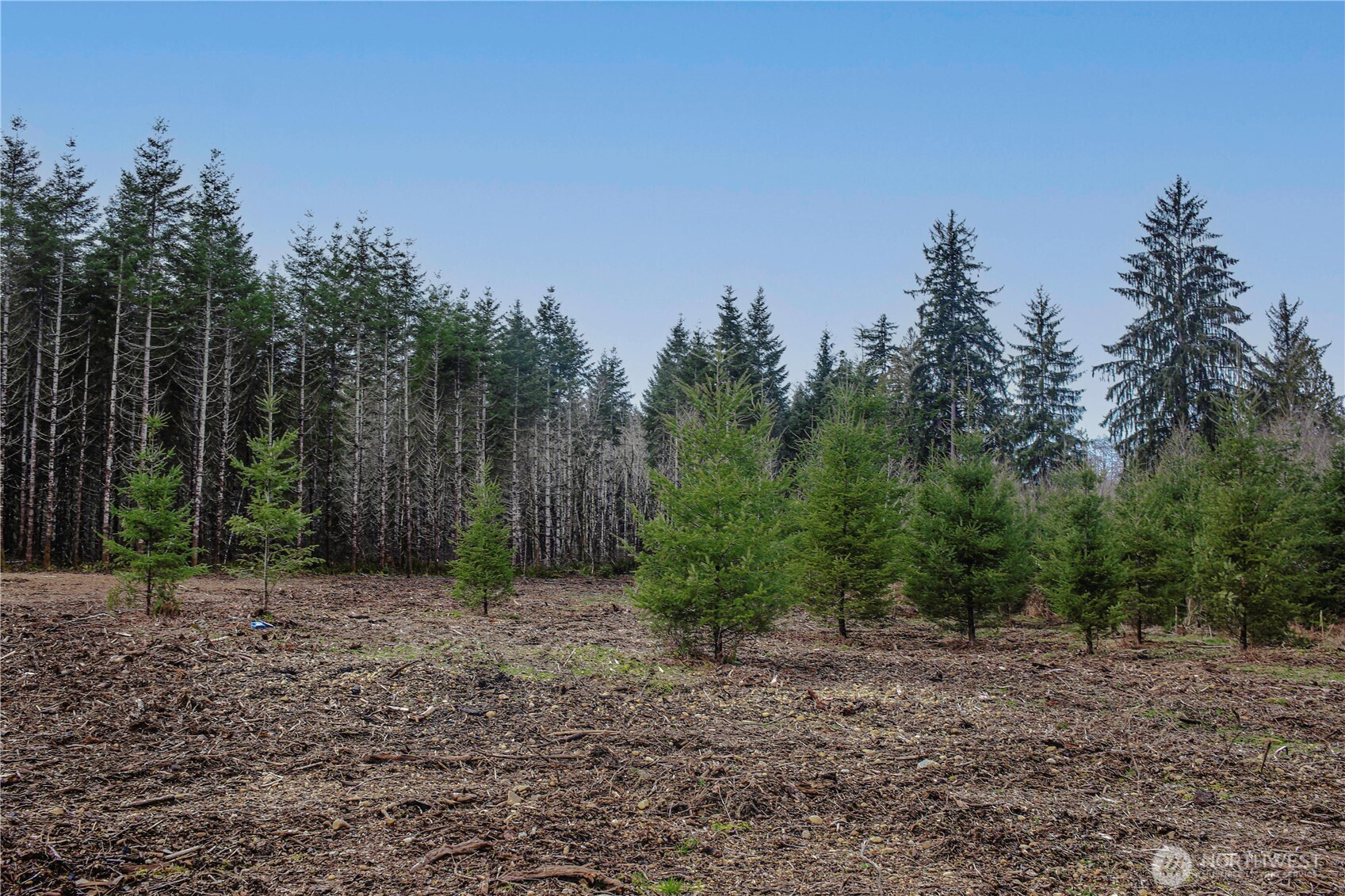 4 Larson Road McCleary, WA 98557 - Photo 23 of 26 a view of a yard with trees in the background
