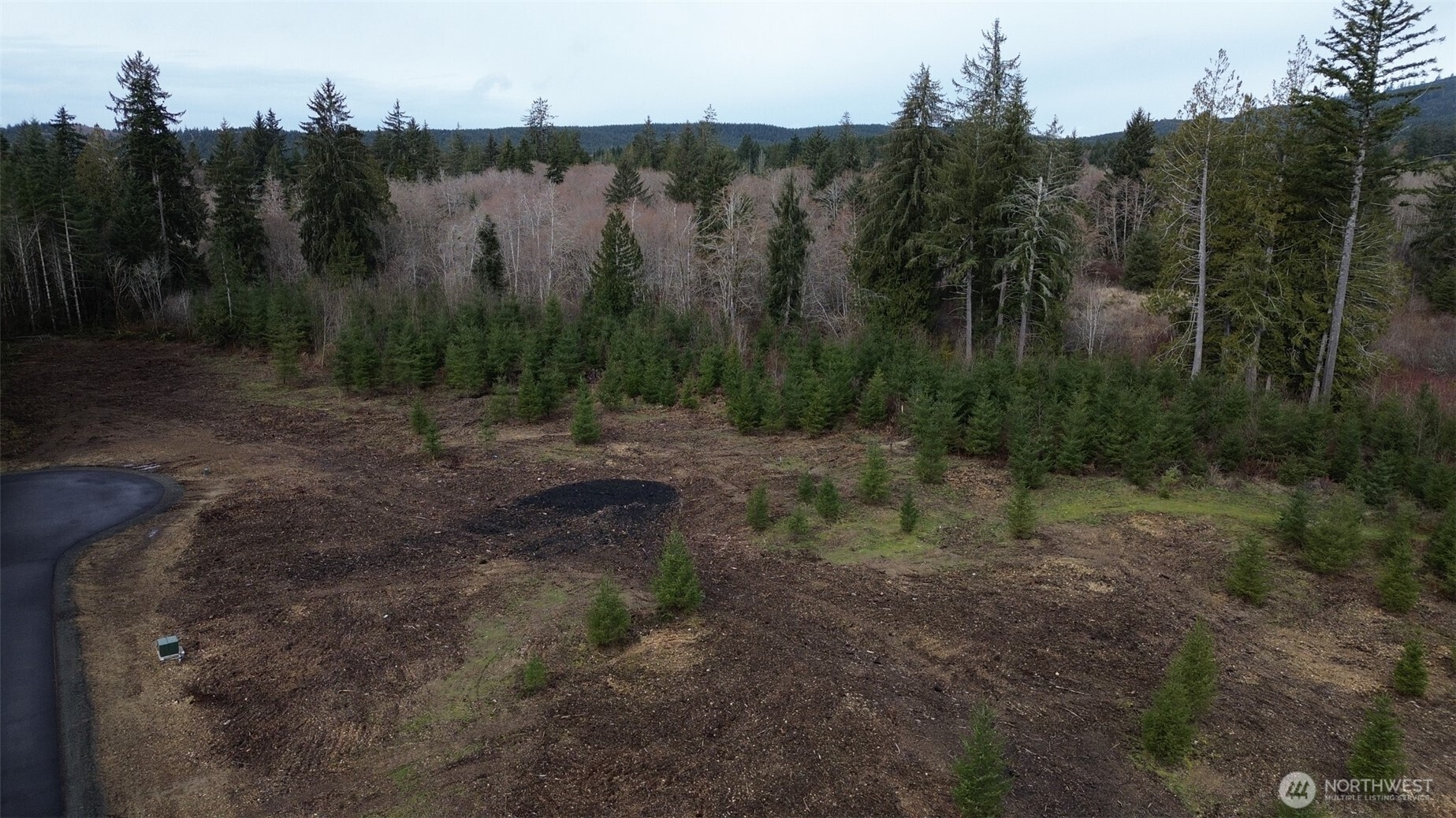 4 Larson Road McCleary, WA 98557 - Photo 7 of 26 a view of a forest with trees