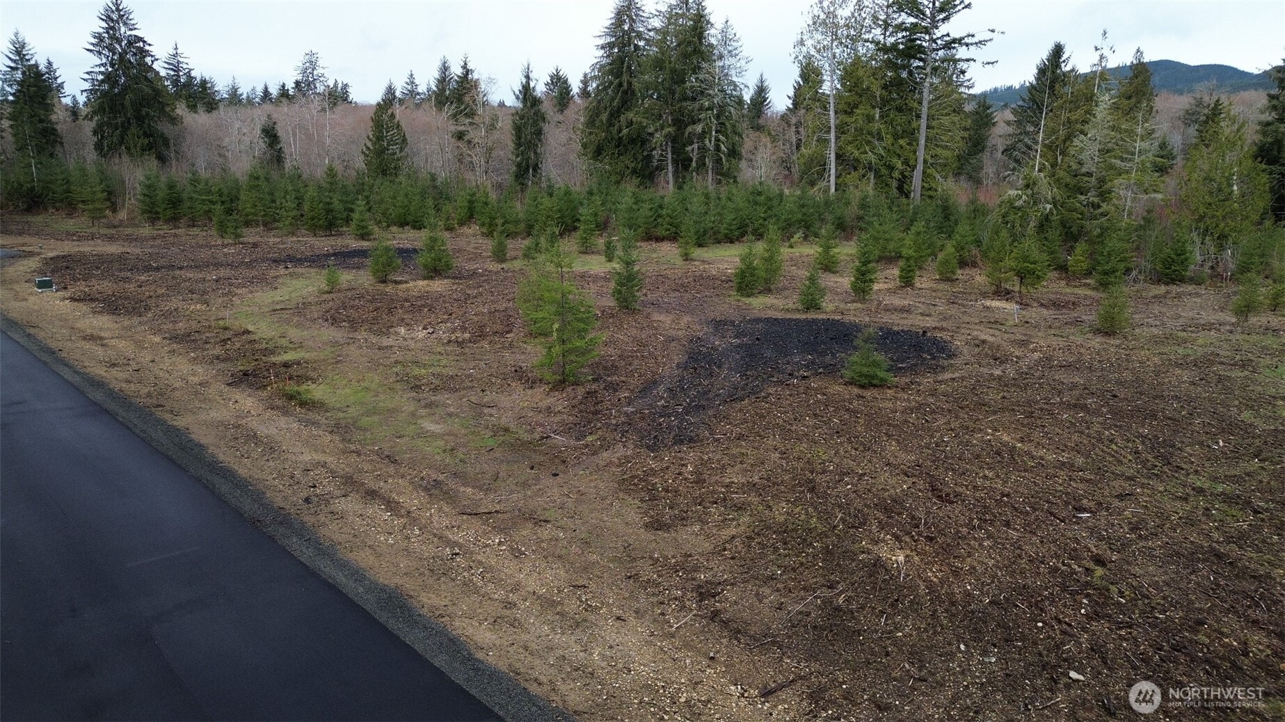 4 Larson Road McCleary, WA 98557 - Photo 9 of 26 a view of a forest with trees in the background