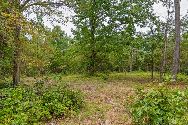 a view of a yard with a tree