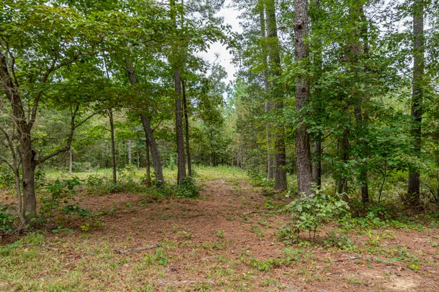 a view of a forest with trees in the background