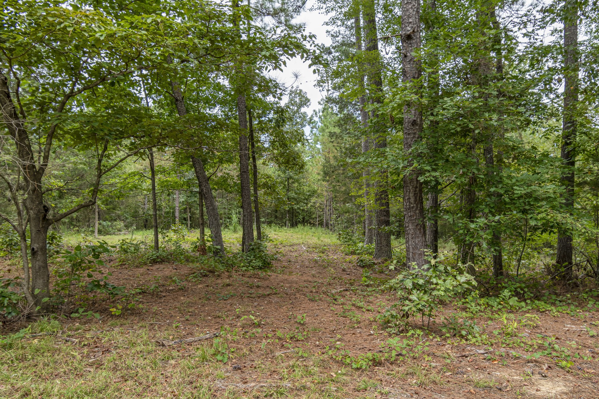 1189 West Main Street Hohenwald, TN 38462 - Photo 32 of 59