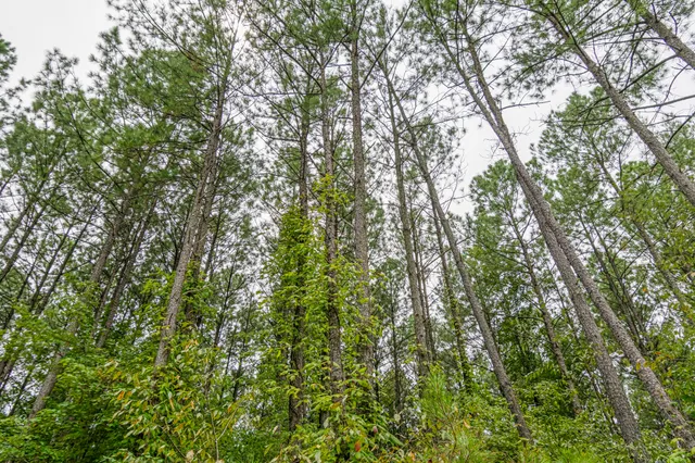 a view of a forest with trees in the background