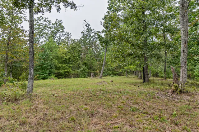 a view of a forest from a tree