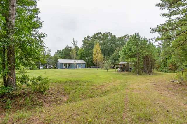 a view of a forest with trees in the background