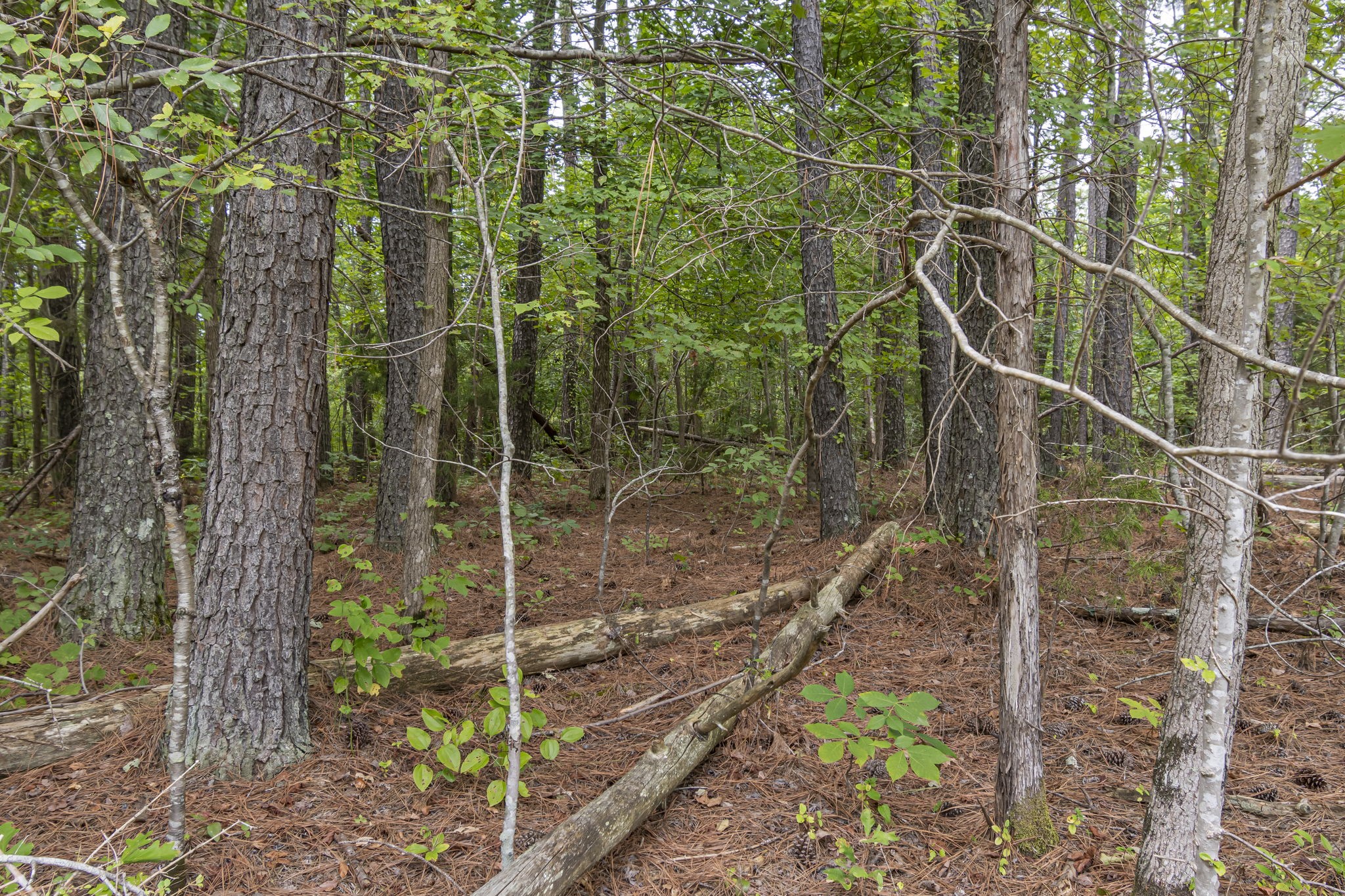 1189 West Main Street Hohenwald, TN 38462 - Photo 44 of 59