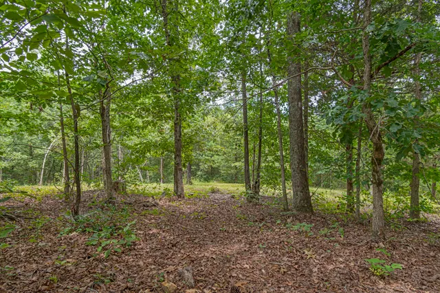 an aerial view of houses covered in trees