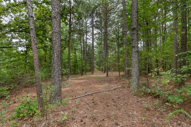 a view of a large yard with plants and large trees