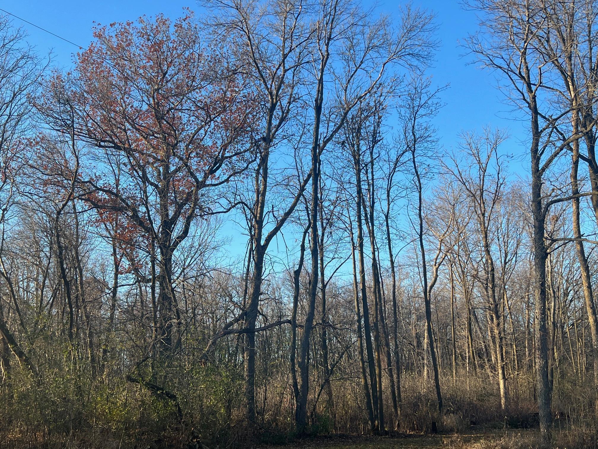 Tbd Glendorado Road Northeast Foley, MN 56329 - Photo 14 of 18