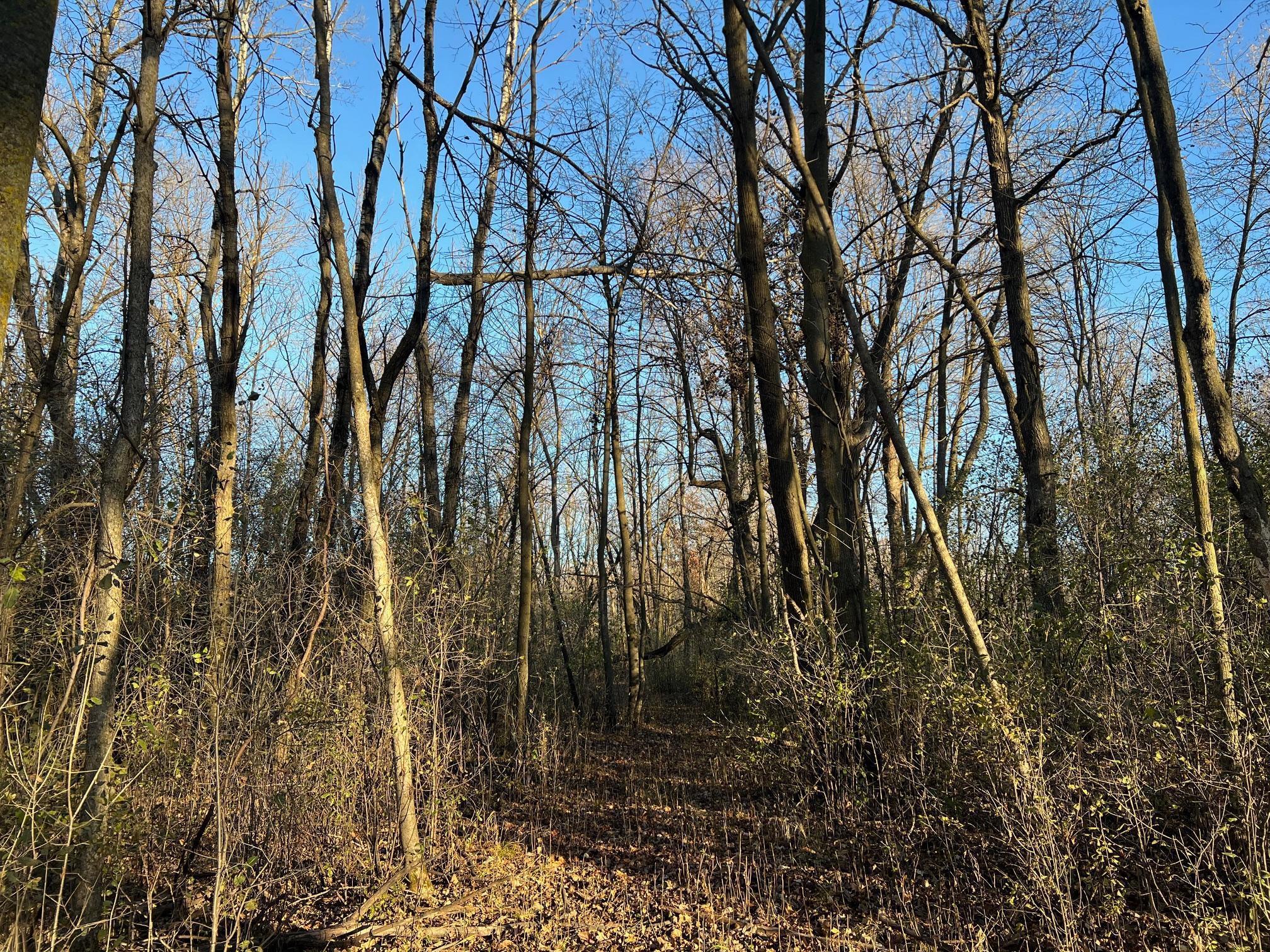 Tbd Glendorado Road Northeast Foley, MN 56329 - Photo 8 of 18