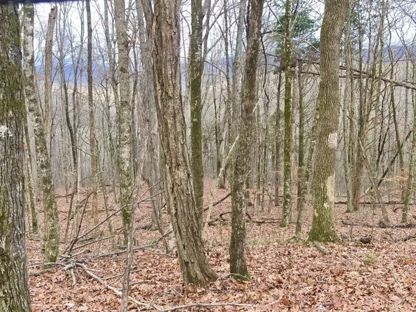 a view of a yard with trees in the background