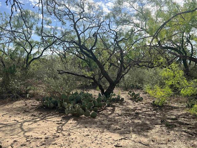 540 Highway 16 Goldthwaite, TX 76844 - Photo 4 of 13