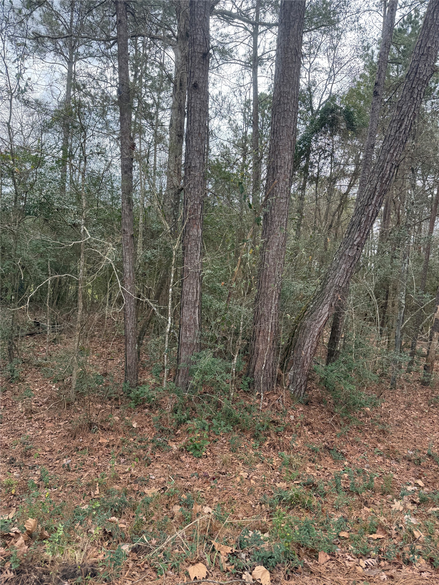 Tbd Whippoorwill Lane Point Blank, TX 77364 - Photo 2 of 7 a view of a forest with trees in the background
