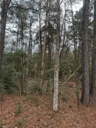 a view of a forest